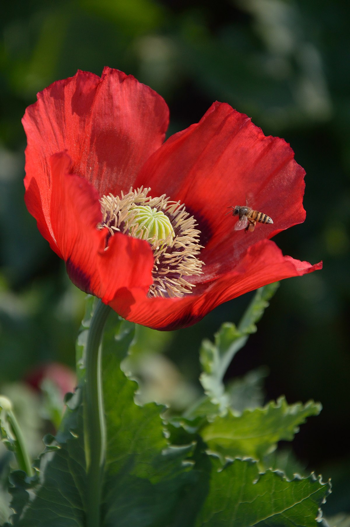 poppy - Wiktionary, the free dictionary