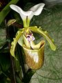 Paphiopedilum spicerianum