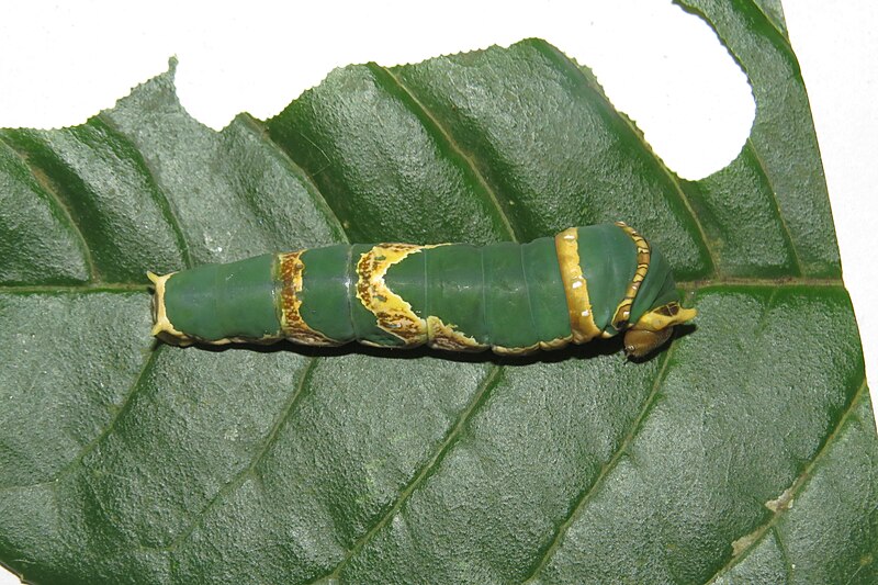 File:Papilio liomedon Moore, 1874 – Malabar Banded Swallowtail - Life cycle at Peravoor. Hostplant Melicope lunu-ankenda (157).jpg