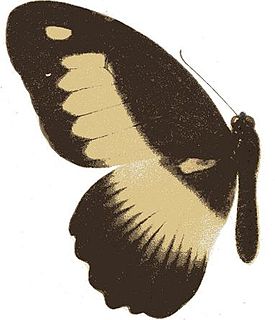 <i>Papilio zenobia</i> Species of butterfly
