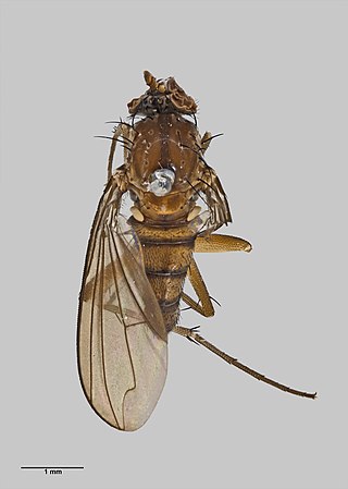 <i>Paraclius</i> Genus of flies