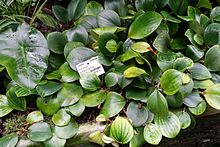 Paracostus englerianus (Costus englerianus) - Flora park - Cologne, Germany - DSC00689.jpg