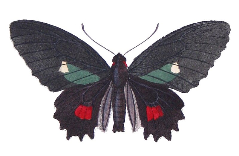 File:Parides erithalion zeuxis - Castelnau.jpg