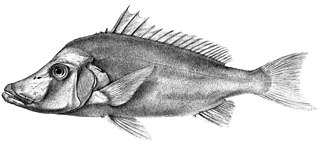 <i>Paristiopterus labiosus</i> Species of fish