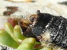 Sphragis (mating plug) in female Parnassius apollo Parnassius apollo - sphragis 01 (HS).jpg