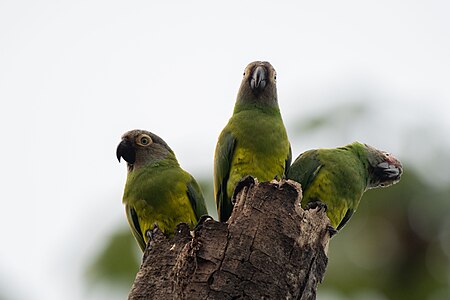 Tres periquitos de cabeza griz sobre un tronco en el parque nacional del Manu. Por Uriel caballero quispitupa Licencia: CC-BY-SA-4.0