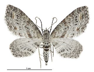 <i>Pasiphila humilis</i> Species of moth