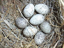 Eggs in a nest Passerdomesticuseggs.JPG
