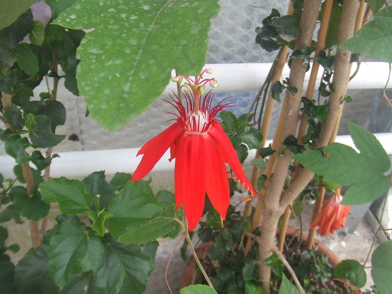 File:Passiflora vitifolia40.jpg