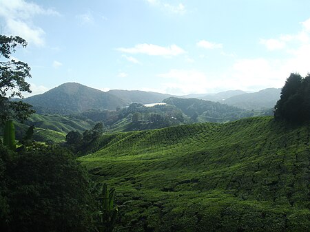 Fail:Pemandangan di ladang teh di Cameron Highlands, Pahang, Malaysia.JPG