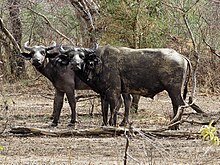 Bufalo del Sudan (S. c. brachyceros)