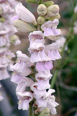 Penstemon palmeri closeup-400px.jpg