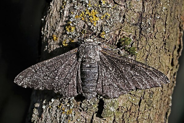 Image: Peppered moth (Biston betularia) female