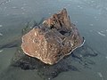 Petrified tree stump at Ynyslas, Ceredigion, Wales.jpg