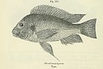 Thumbnail for Petrochromis polyodon