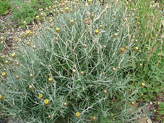 <i>Phagnalon saxatile</i> Species of flowering plant