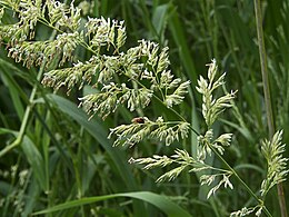 Iarbă stufoasă (Phalaris arundinacea)