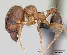 Pheidole megacephala casent0104990 profil 1.jpg