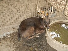 Philippine Deer - Rusa marianna - Ninoy Aquino Parks & Wildlife Center 02.jpg