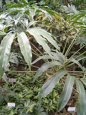 Descrizione dell'immagine Philodendron goeldii BotGardBln07122011L.JPG.