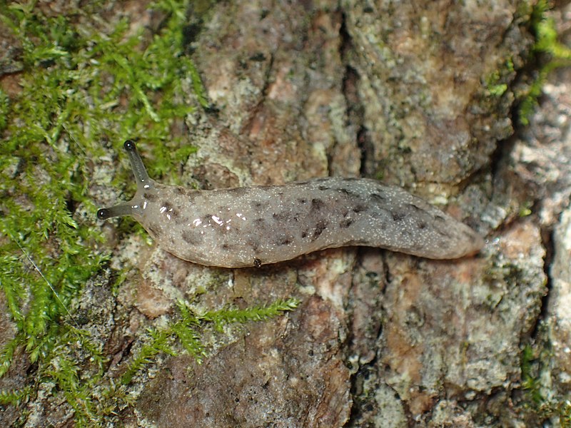 File:Philomycus togatus.jpg