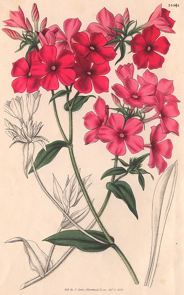 File:Phlox drummondii-Curtis-original.jpg