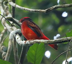 Phoenicircus carnifex - Guianan red cotinga (male) 01.JPG