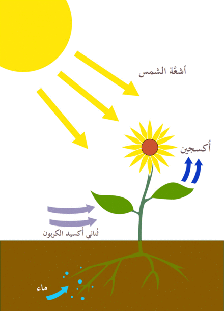 معادلة البناء الضوئي هي