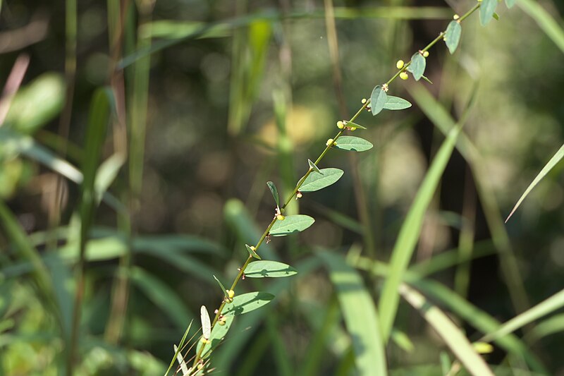 File:Phyllanthus ¿ reticulatus Poir. ? (50578281033).jpg