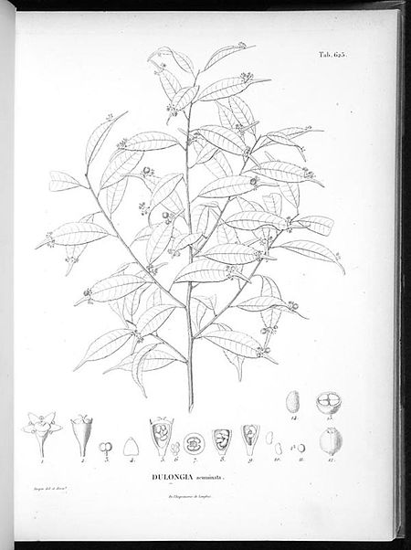 Tập_tin:Phyllonoma_ruscifolia.jpg