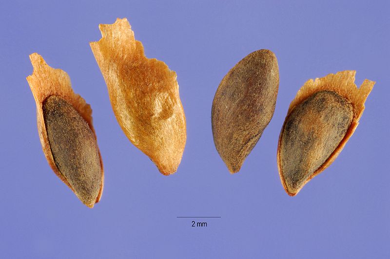 File:Picea breweriana seeds.jpg