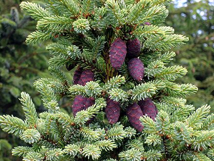 Разновидности ели. Ель черная Picea Mariana. Picea Mariana Beissneri. Абиес Нигра. Picea purpurea.