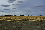 Thumbnail for File:Pie Pumpkin harvest near Princeville, Illinois USA.jpg