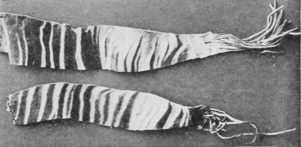 Strips cut from the striped part of the skin of an okapi, sent home by Sir Harry Johnston, were the first evidence of the okapi's existence to reach E