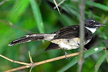 The Malaysian pied-fantail is a very common resident of Thailand. Pied Fantail.jpg