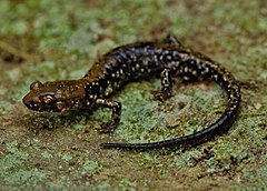 Description de l'image Pigeon Mountain Salamander (Plethodon petraeus) - Flickr - 2ndPeter.jpg.
