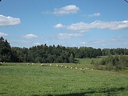 Sheep in pasture in Piipsemäe