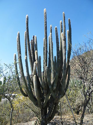 <i>Pilosocereus chrysacanthus</i> Species of cactus