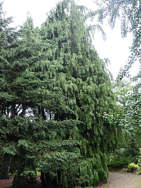 File:Pinetum Blijdestein - Chamaecyparis lawsoniana 'Pendula Vera' (1).jpg