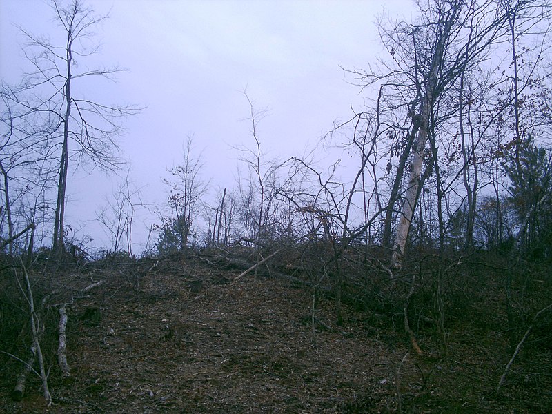 File:Piney Woods deforestation 4.JPG