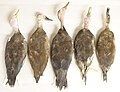 Miniatuur voor Bestand:Pink-headed duck study skins (dorsal) in World Museum, Liverpool (NML-VZ D196; NML-VZ D196a; NML-VZ D196b; NML-VZ T10102; NML-VZ 1962.60).jpg