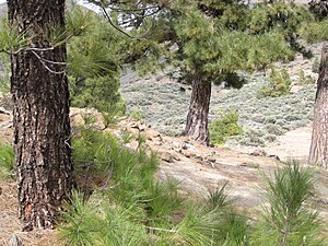 Pinus Canariensis: Descripción, Distribución geográfica, Usos