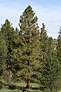 Pinus ponderosa 9663.JPG
