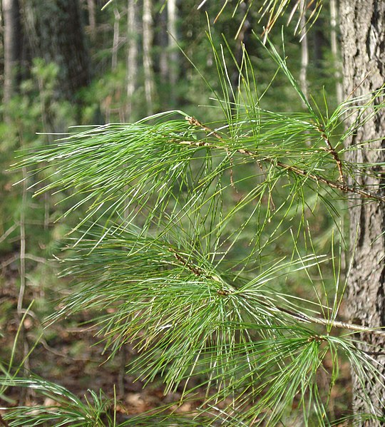 File:Pinus strobus foliage.jpg