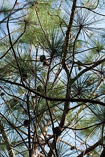 <i>Pinus yunnanensis</i> Species of conifer