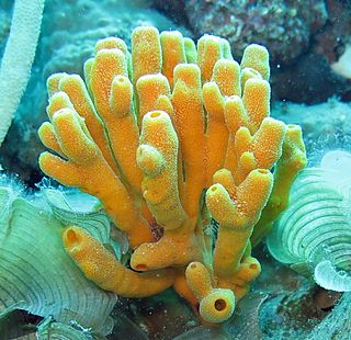 <i>Pipestela candelabra</i> Species of sponge