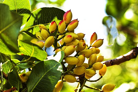 Hồ trăn