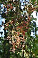 Pistacia mutica Wild Pistachio საკმლის ხე.JPG