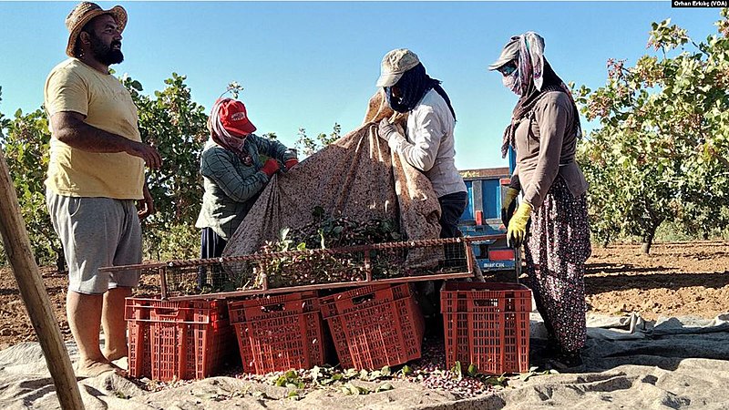 File:Pistacia vera harvest in Gaziantep, Turkey.jpg