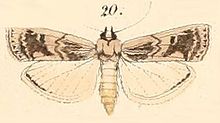 Pl.137-20-Euzophera villora.jpg